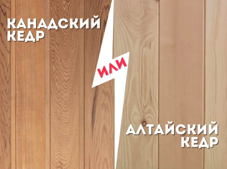 Канадский или алтайский кедр Канадский или алтайский кедр